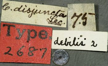 Media type: image;   Entomology 2687 Aspect: labels